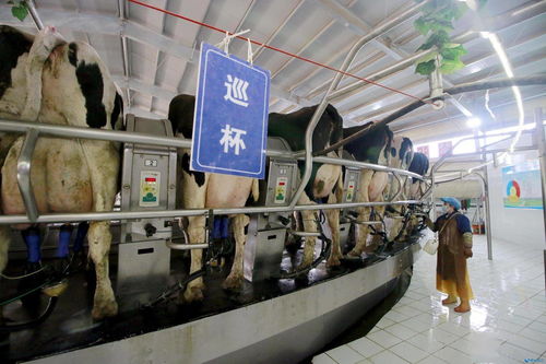北纬39度祁连山下的黄金奶制品加工厂